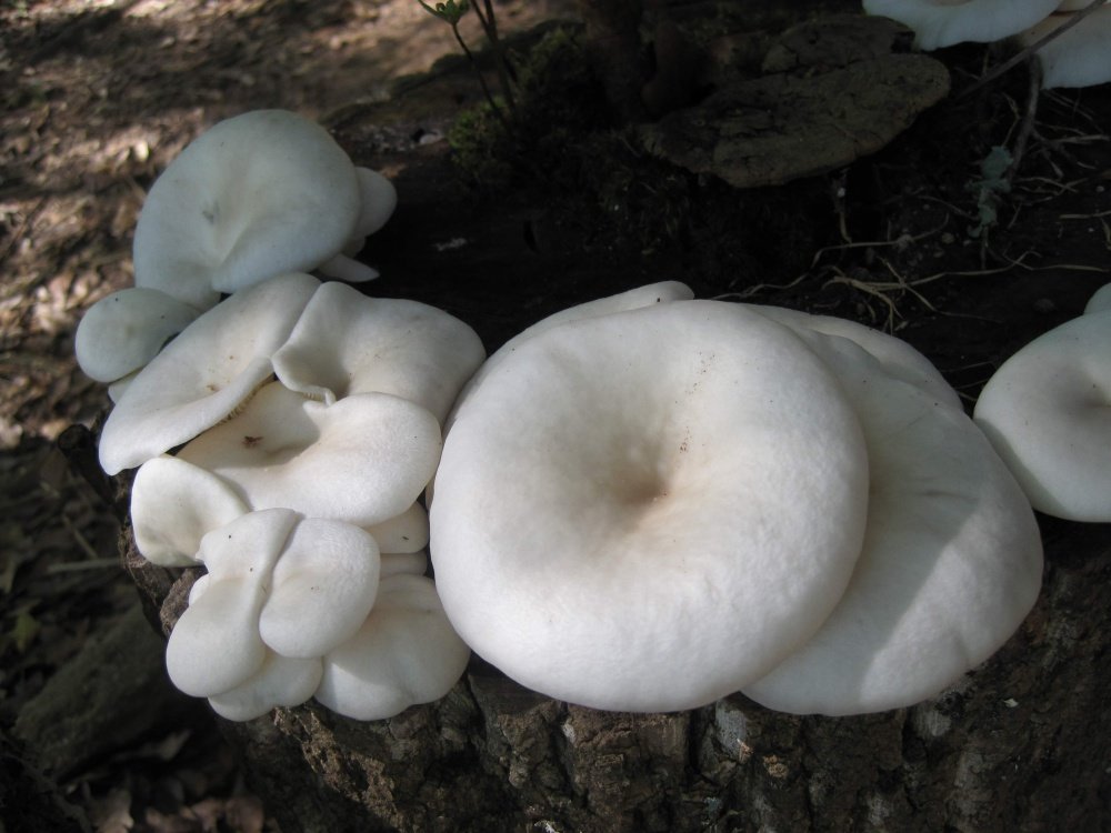 Treasure Coast Mushroom: Effects, Potency, and Benefits
